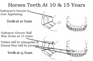 Tooth Eruption and Ageing in Horses